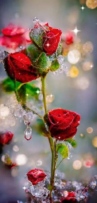 Red roses with dew drops and bokeh background.