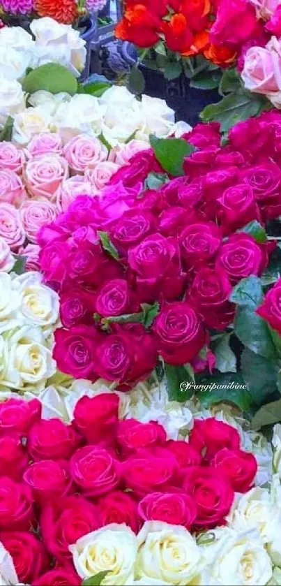 Vibrant array of colorful roses in red, pink, and white hues for mobile wallpaper.