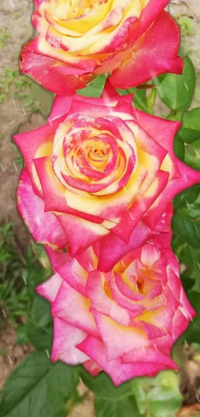 Vibrant pink and yellow roses on a lush green background.