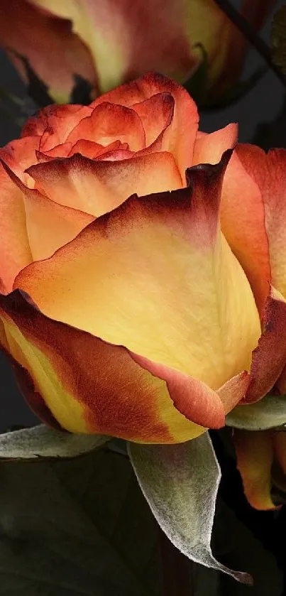 Elegant orange roses on dark background wallpaper.
