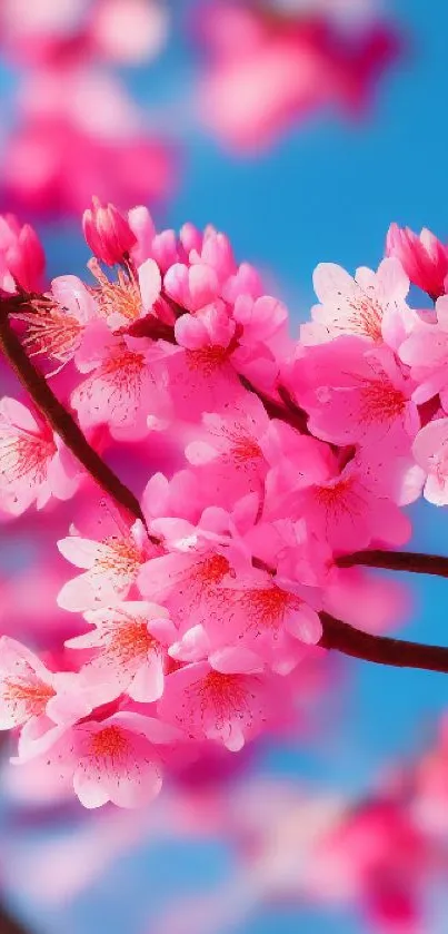 Pink cherry blossoms with blue sky background.