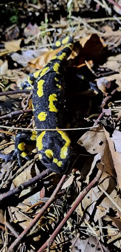 Colorful salamander amidst forest leaves on a woodland floor.