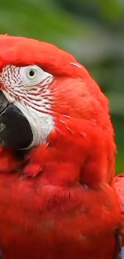 Vibrant red macaw parrot with colorful feathers.