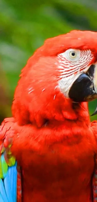 Vibrant scarlet macaw with colorful feathers in a lush green setting.