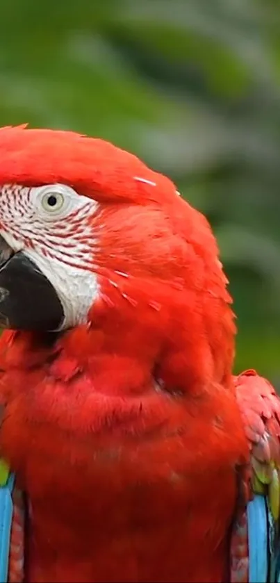 Scarlet Macaw with vibrant red feathers in a natural setting.