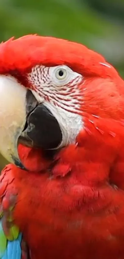 Close-up of a vibrant scarlet macaw in nature.