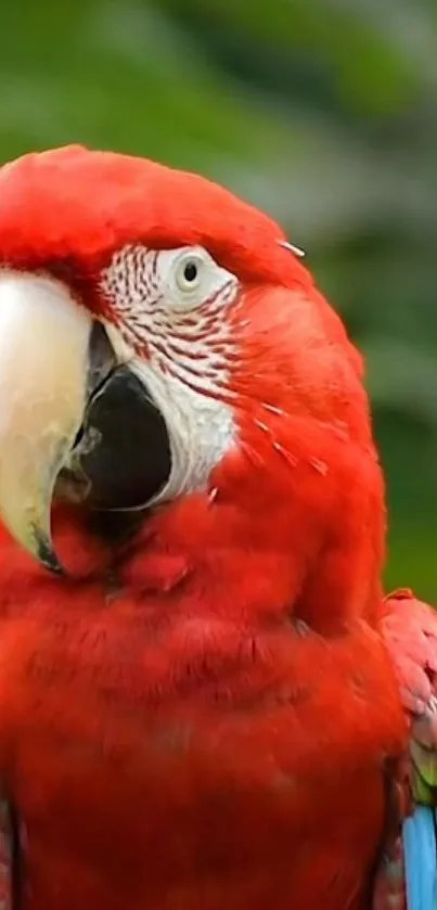 Scarlet macaw in vibrant colors on a natural green background.