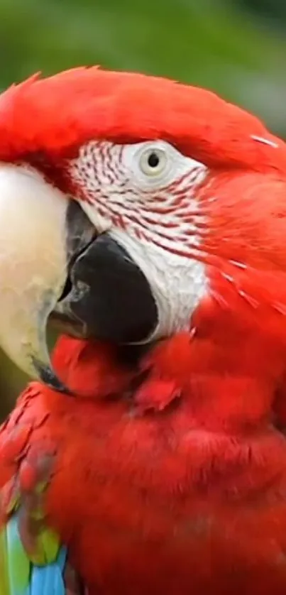 A vibrant scarlet macaw with colorful feathers against a green background.