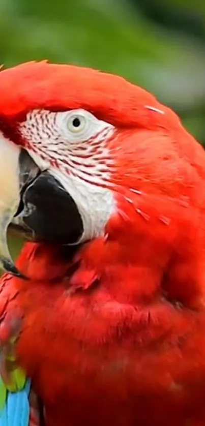 A vibrant scarlet macaw perched with lush green background.