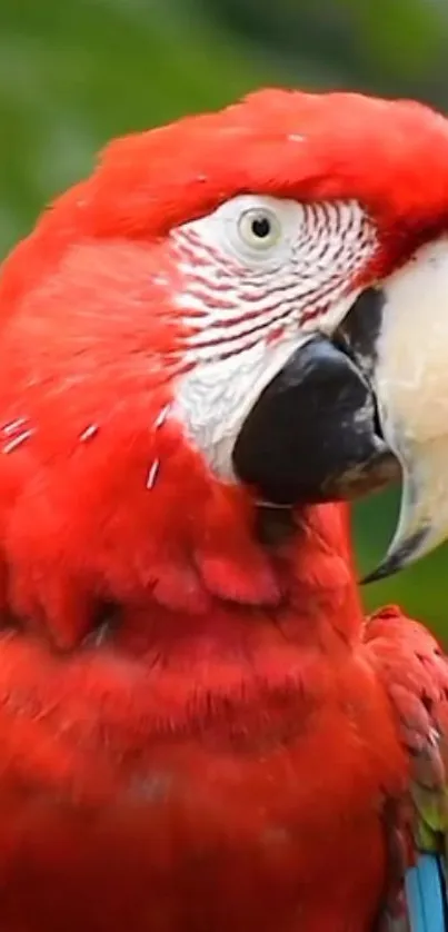 Close-up of a vibrant scarlet macaw with a red plumage.