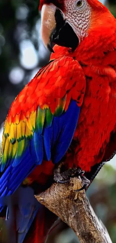 Vibrant Scarlet Macaw wallpaper featuring bold red, blue, and green colors.