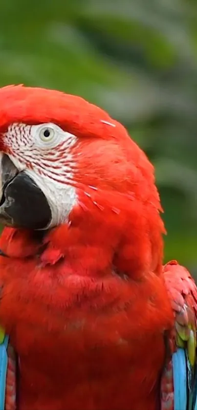 Vibrant scarlet macaw with lush green background.