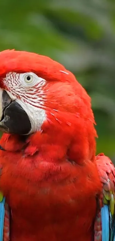 Vibrant red Scarlet Macaw with green backdrop.