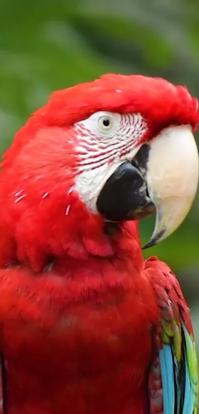 Close-up of a vibrant Scarlet Macaw with striking red feathers against a green background.