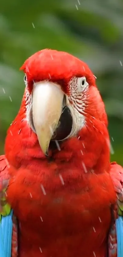 Bright red macaw with green background in a vibrant mobile wallpaper.