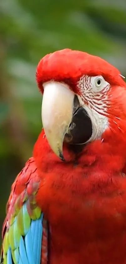 Scarlet macaw with vibrant red feathers in lush greenery.