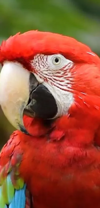 Close-up of a vibrant scarlet macaw with vivid red plumage.