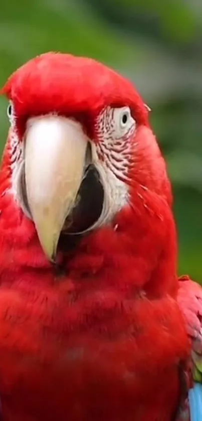 Scarlet Macaw portrait with a vibrant red plumage and a lush green background.