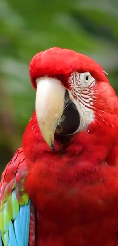 Close-up of a vibrant scarlet macaw with lush green background.