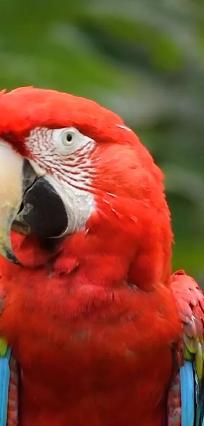 Vibrant Scarlet Macaw with red plumage and green background.