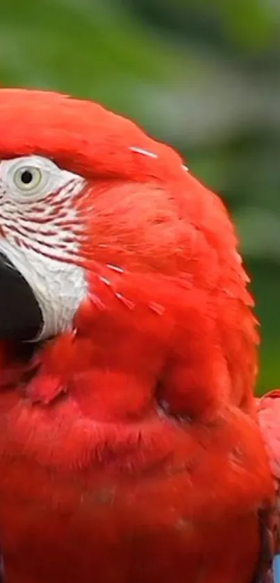 Scarlet Macaw with vibrant red feathers and lush background.