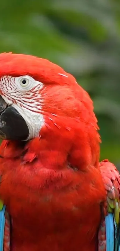 Vibrant scarlet macaw with vivid red feathers and a green backdrop.