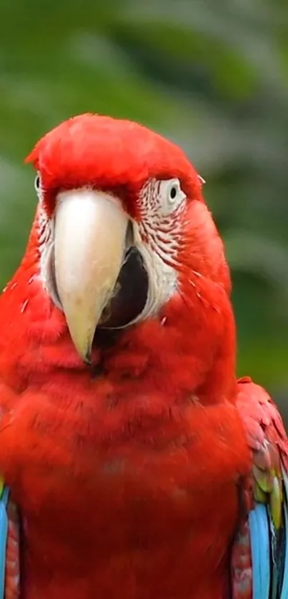 Bright scarlet macaw with vivid feathers for phone wallpaper.