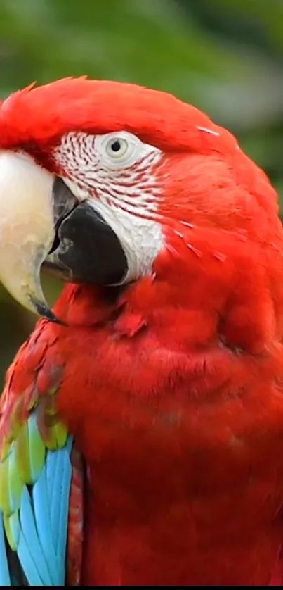 Vivid Scarlet Macaw with red plumage and colorful feathers in nature.