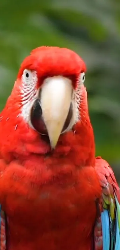 Vibrant scarlet macaw with colorful feathers against a natural background.