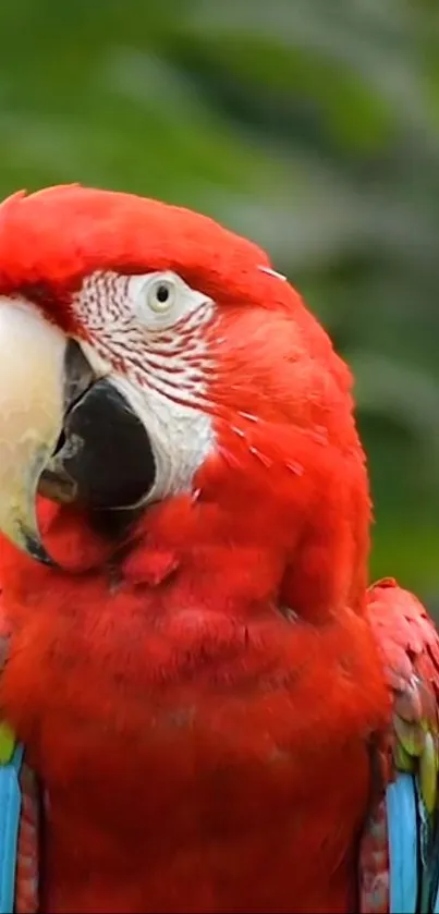 A vibrant Scarlet Macaw with colorful plumage perched in nature.