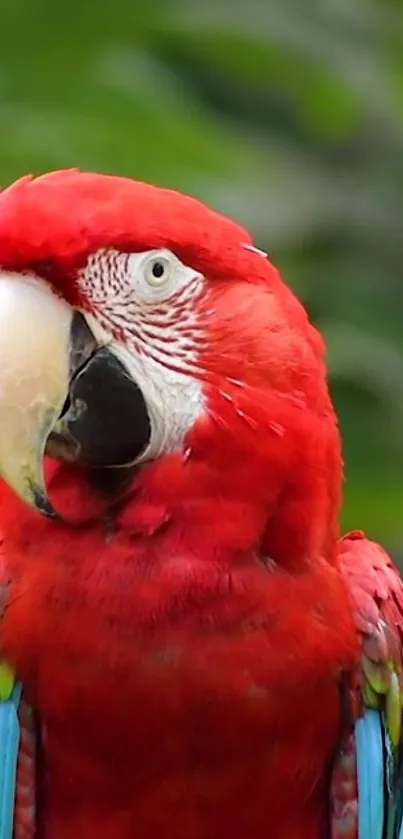 Scarlet Macaw with red feathers on a green background.