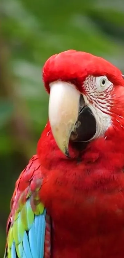 Colorful scarlet macaw with vibrant feathers on a green background.