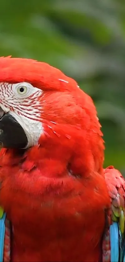 Red and colorful scarlet macaw against a green background.