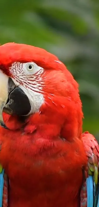 Vibrant scarlet macaw with colorful feathers.