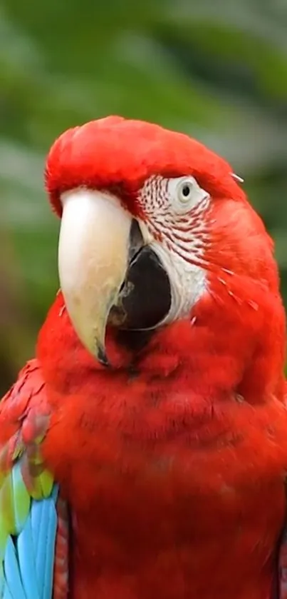 Close-up of a Scarlet Macaw with vibrant red, blue, and green feathers.