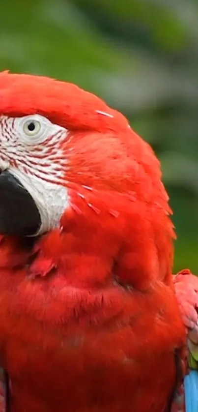 Vibrant scarlet macaw with lush green backdrop.