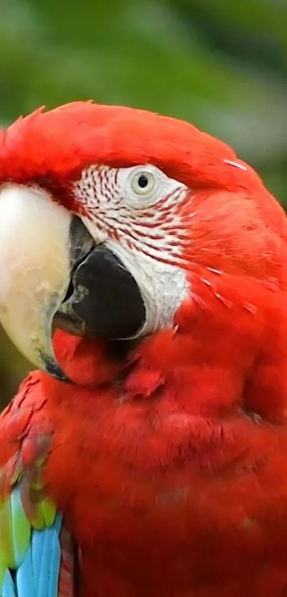 Close-up of a vibrant red scarlet macaw with colorful plumage.