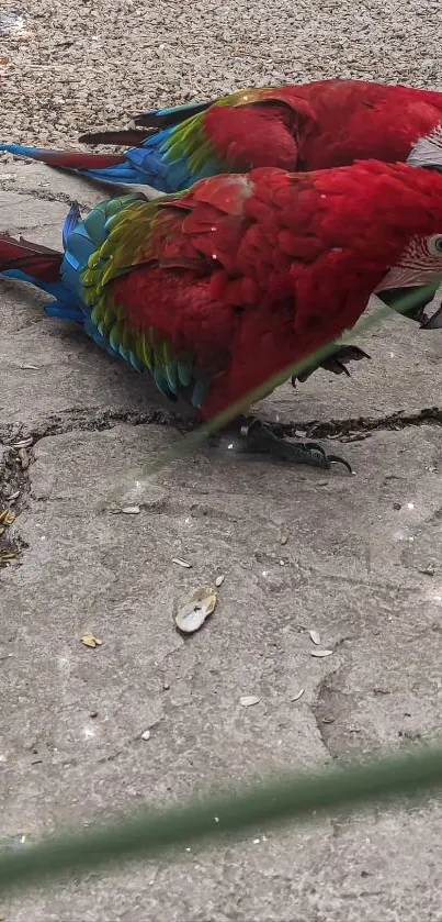 Two scarlet macaws perched on a stone surface.