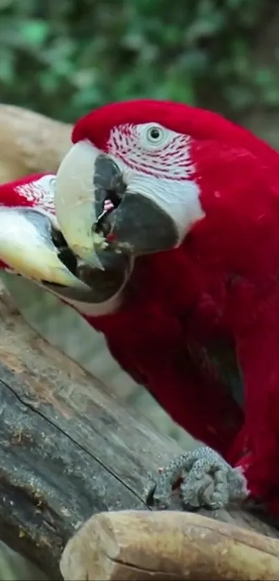 Two vibrant scarlet macaws perched on a log, displaying bright red plumage.