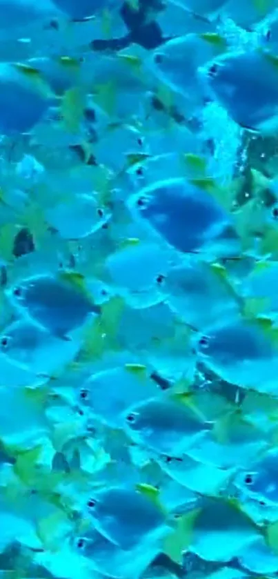 Mobile wallpaper of a school of blue fish swimming in the ocean.