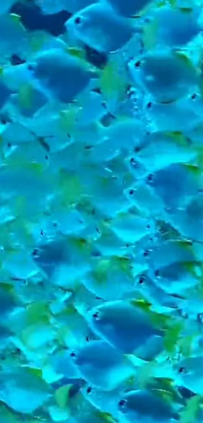 A vibrant school of blue fish swimming underwater.