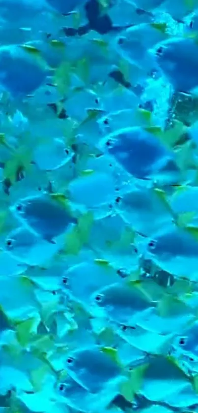 School of vibrant blue fish in ocean water.