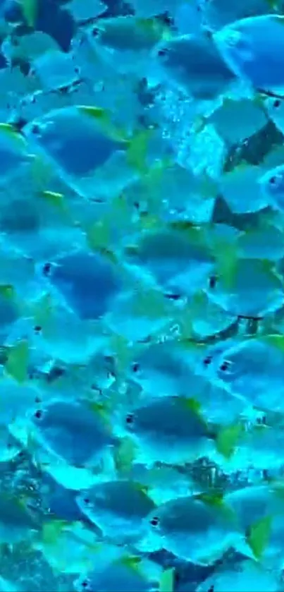 School of vibrant blue fish swimming underwater in a colorful, lively scene.