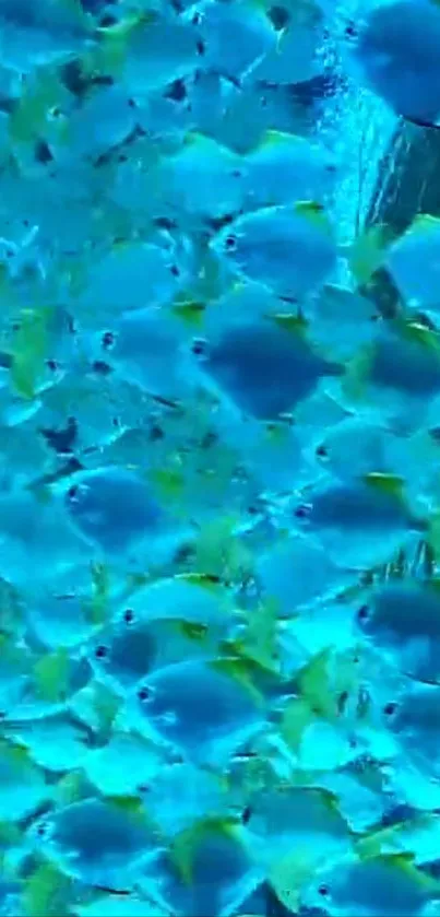 A vibrant school of blue fish swimming gracefully.