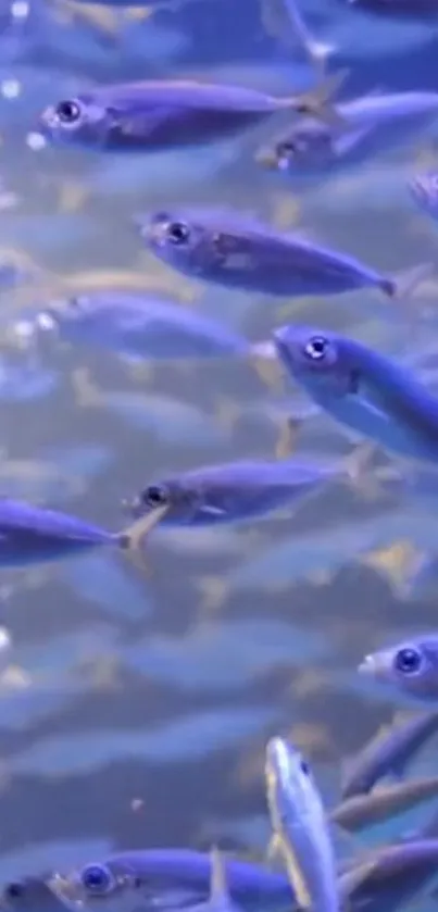 School of blue fish swimming in a vibrant ocean scene.