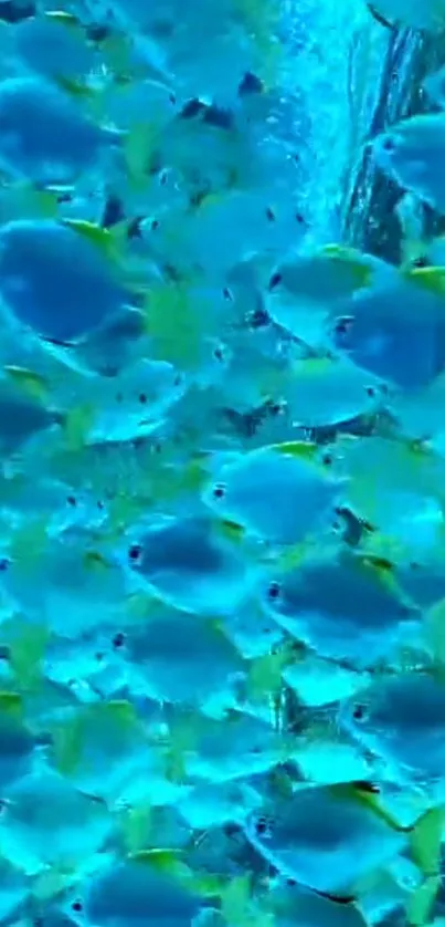 Vivid school of blue fish swimming in an underwater scene.