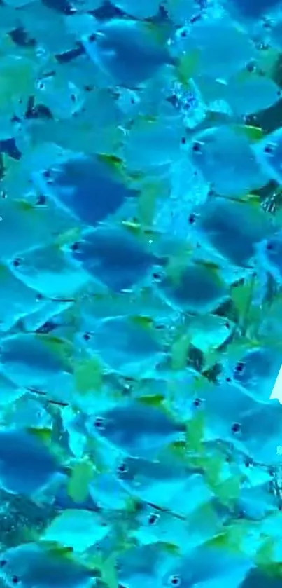 Vibrant school of fish swimming in turquoise blue waters.