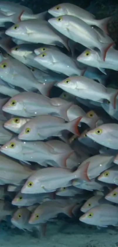 School of fish in blue aquatic setting.