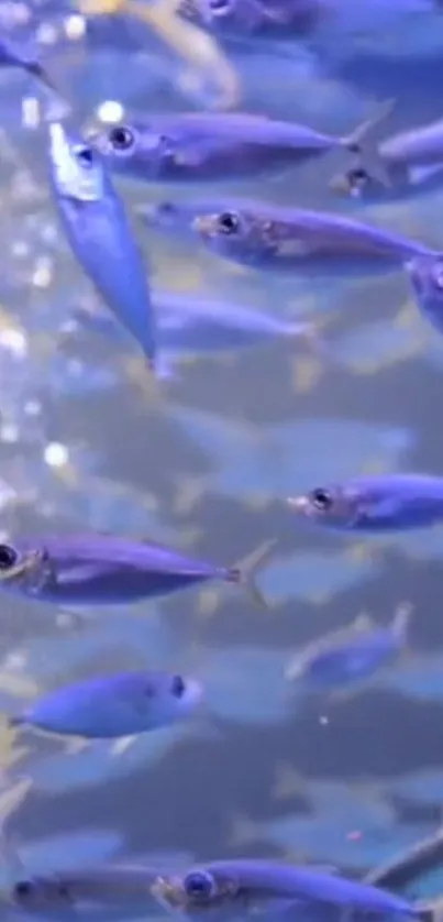 A captivating school of vibrant fish swimming underwater.