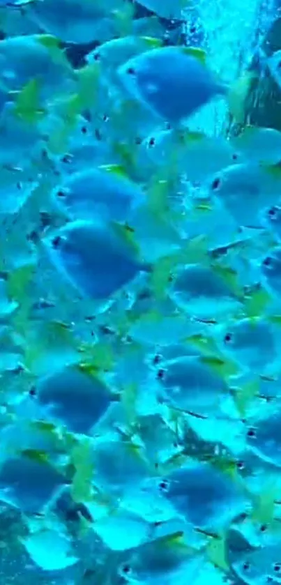 Vibrant wallpaper of a school of shiny fish swimming in blue ocean water.